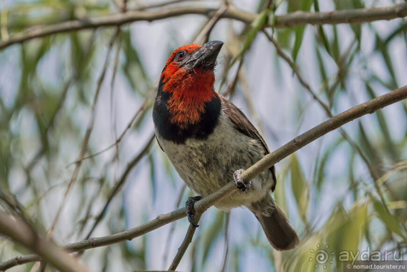 Африканское ралли. Часть 1