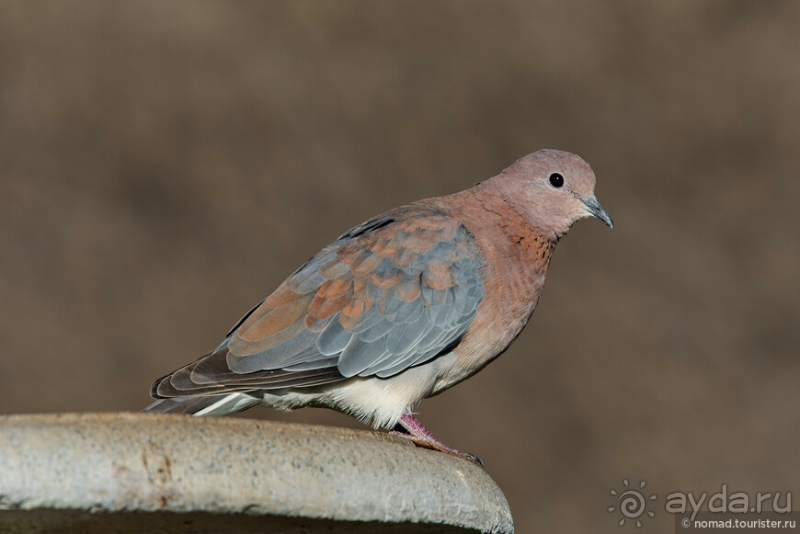 Африканское ралли. Часть 1