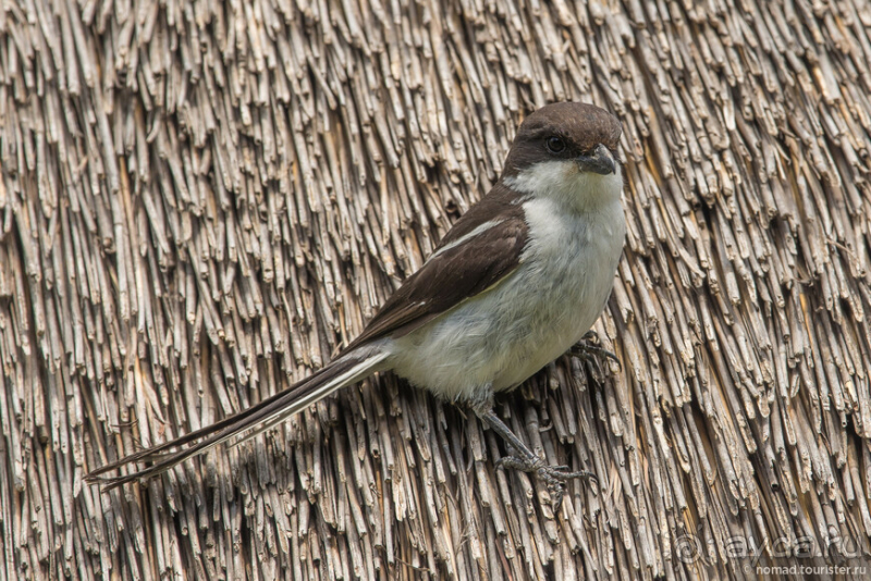 Африканское ралли. Часть 1