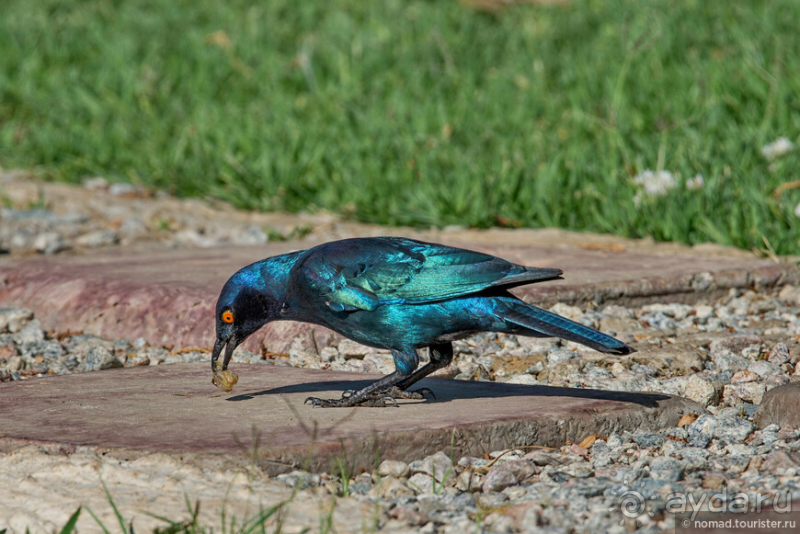 Африканское ралли. Часть 1