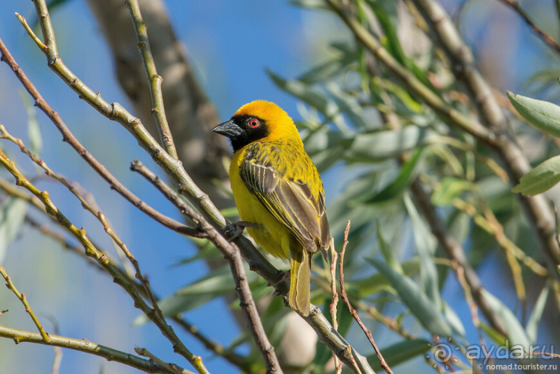 Африканское ралли. Часть 1