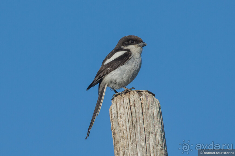 Африканское ралли. Часть 1