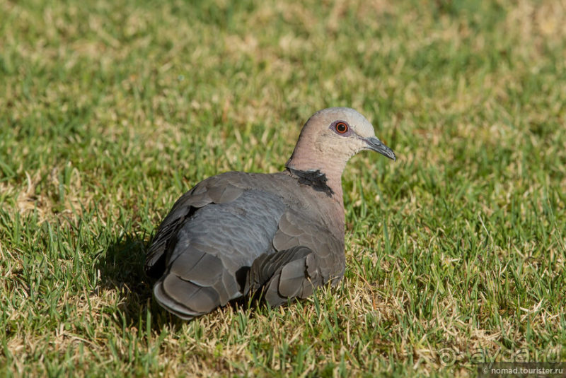 Африканское ралли. Часть 1