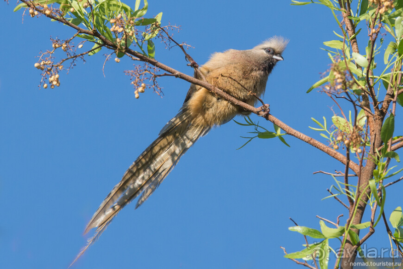 Африканское ралли. Часть 1