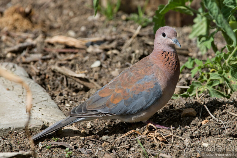 Африканское ралли. Часть 1