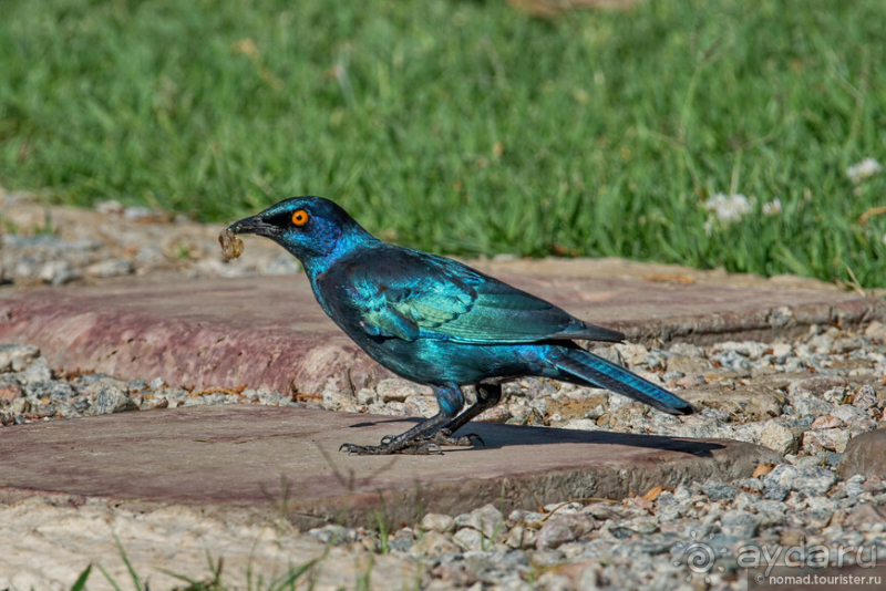 Африканское ралли. Часть 1