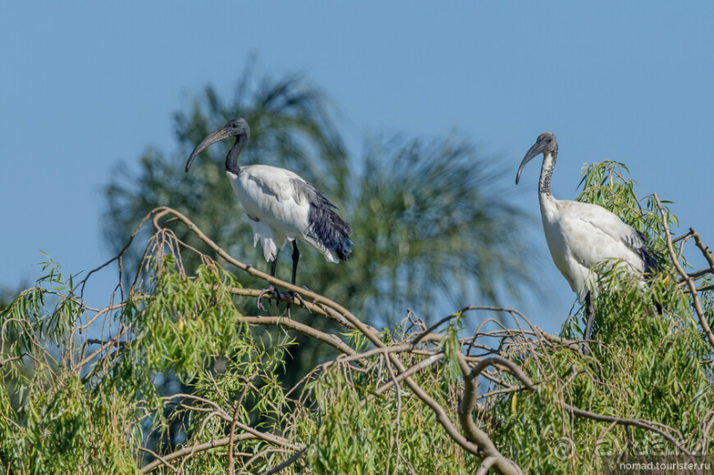 Африканское ралли. Часть 1