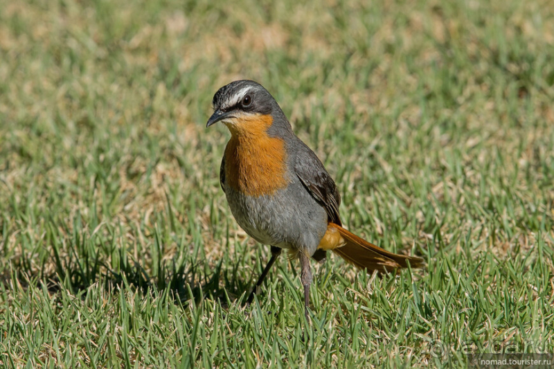 Африканское ралли. Часть 1