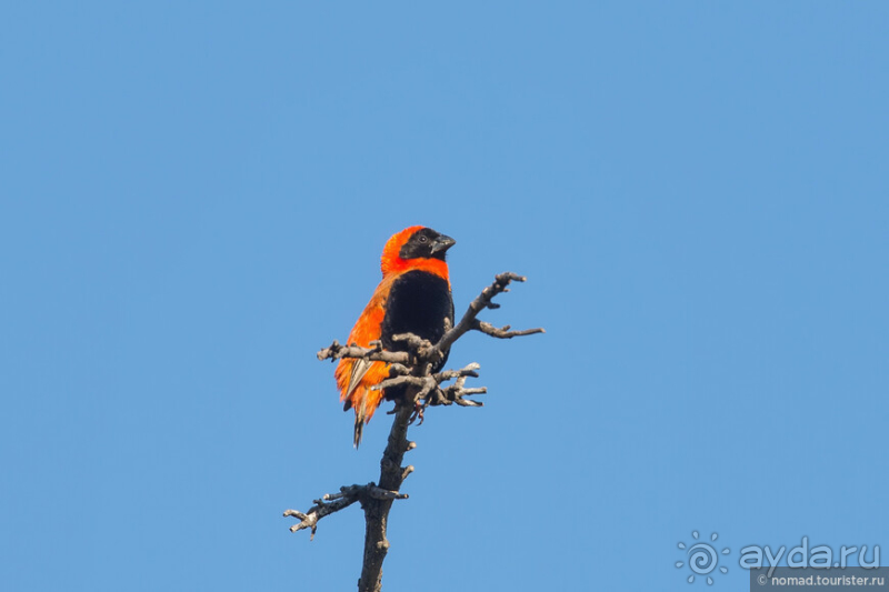 Африканское ралли. Часть 1