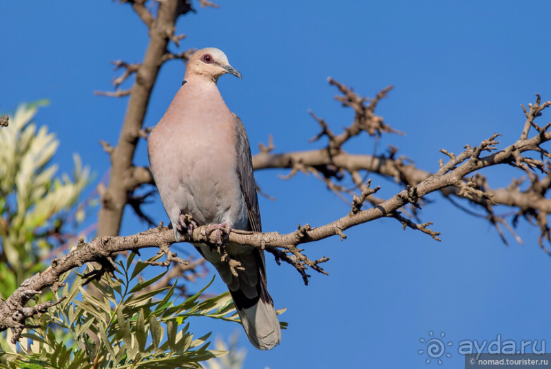 Африканское ралли. Часть 1