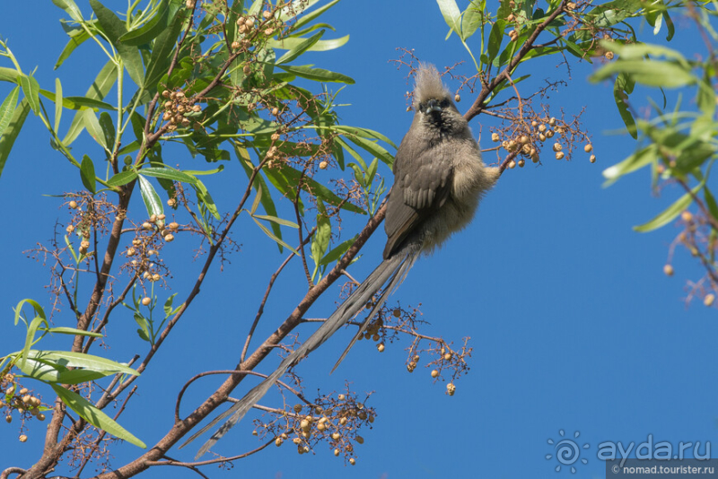 Африканское ралли. Часть 1