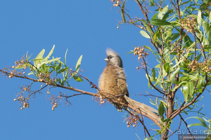 Африканское ралли. Часть 1