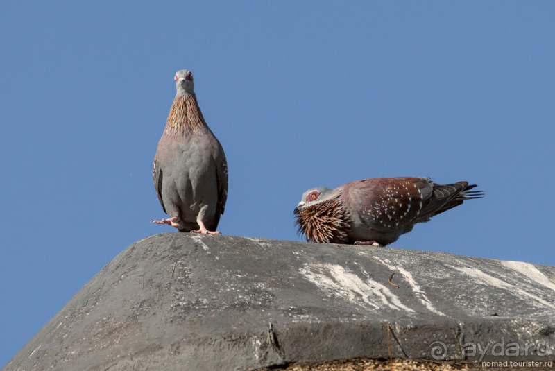 Африканское ралли. Часть 1