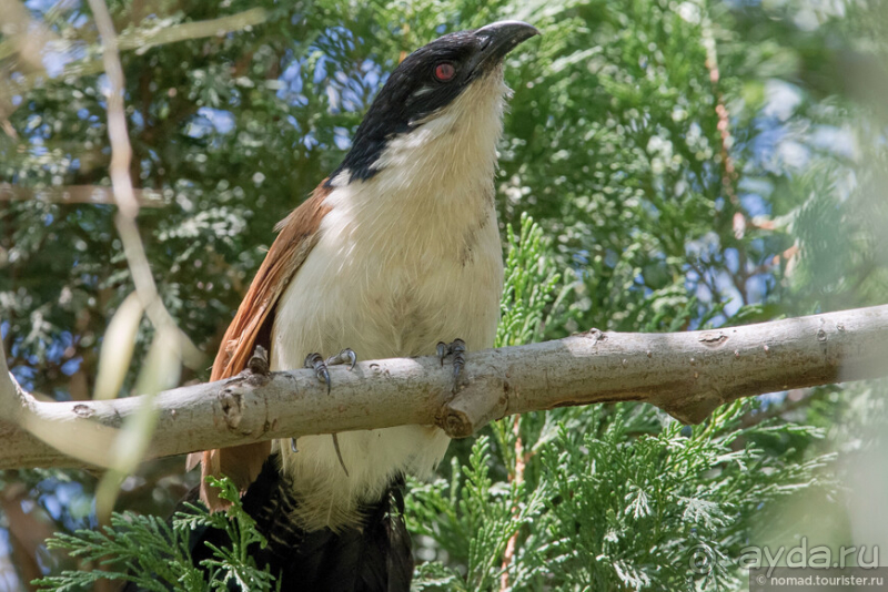 Африканское ралли. Часть 1