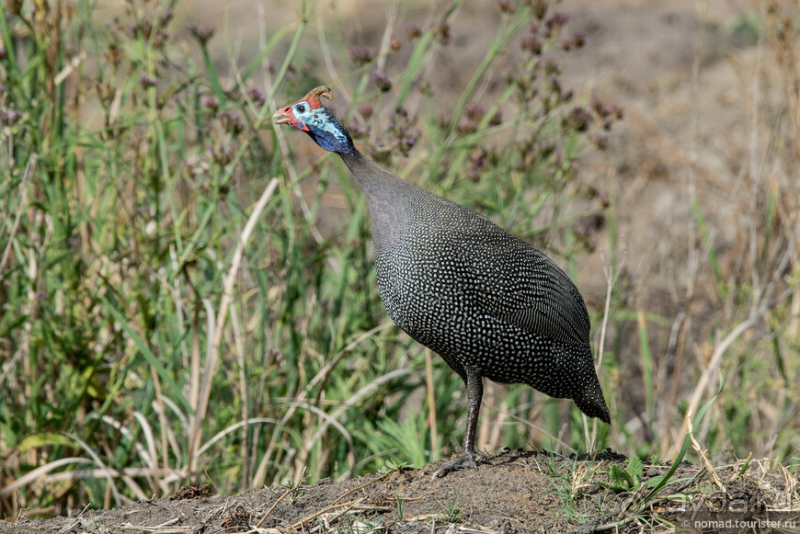 Африканское ралли. Часть 1