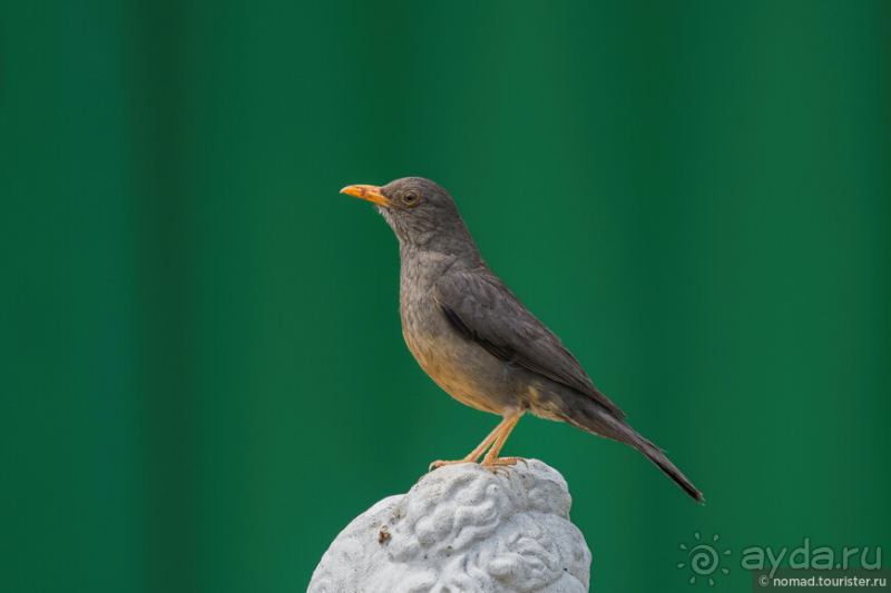 Африканское ралли. Часть 1