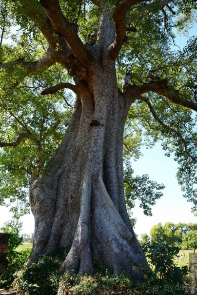 Из Мьянмы с любовью... Часть 6