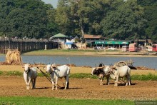 Из Мьянмы с любовью... Часть 6