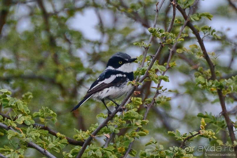 Птицы Южной Африки и Намибии. 3