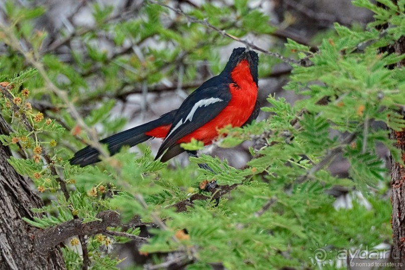 Птицы Южной Африки и Намибии. 3