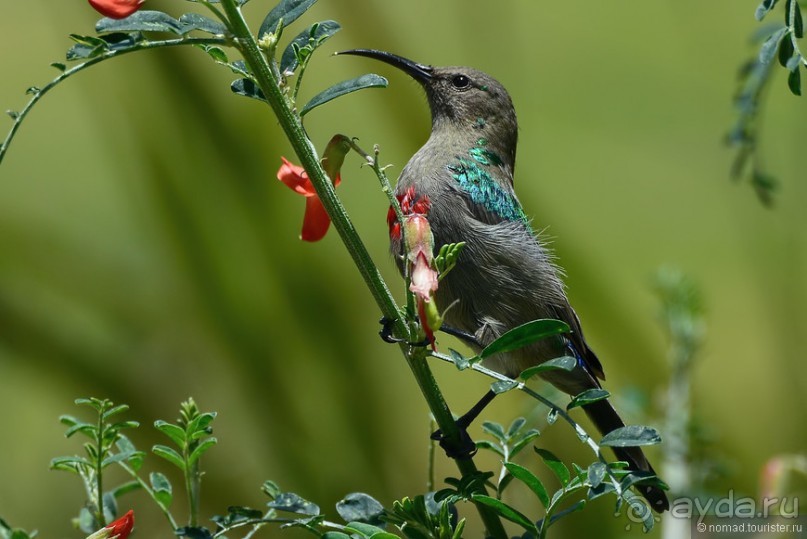 Птицы Южной Африки и Намибии. 3