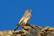 Птицы Южной Африки и Намибии. 3