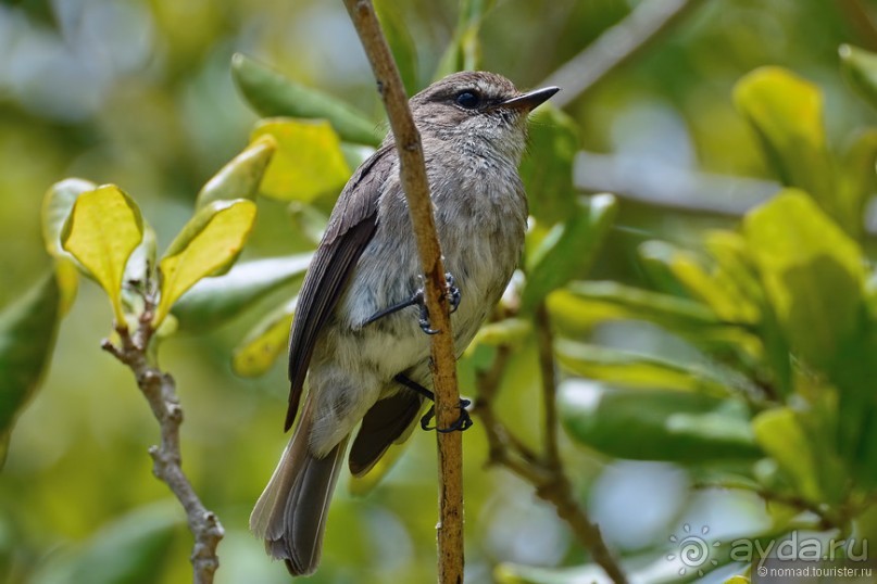 Птицы Южной Африки и Намибии. 3