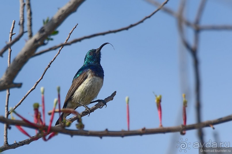 Птицы Южной Африки и Намибии. 3