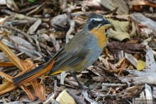 Птицы Южной Африки и Намибии. 3