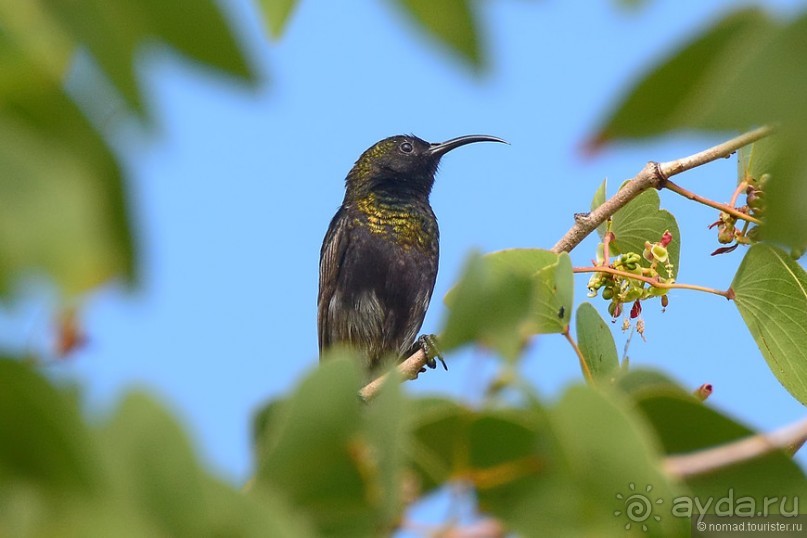 Птицы Южной Африки и Намибии. 3