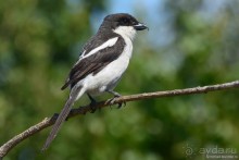 Птицы Южной Африки и Намибии. 3