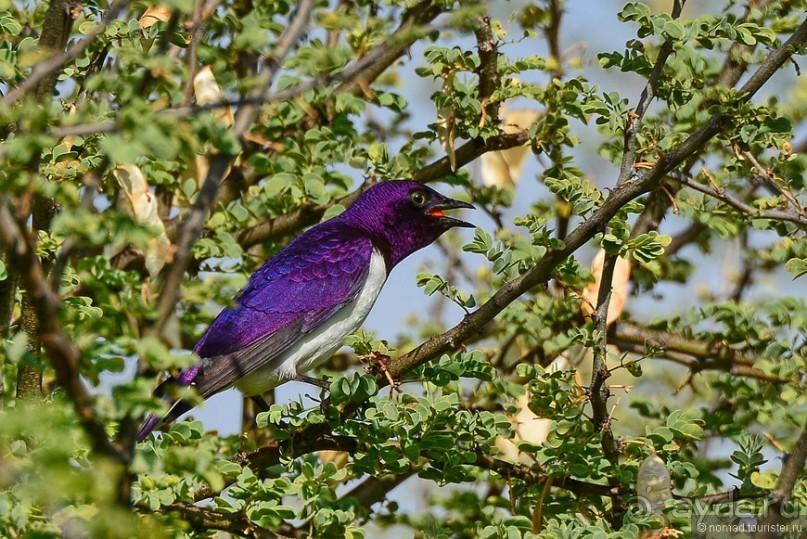 Птицы Южной Африки и Намибии. 3