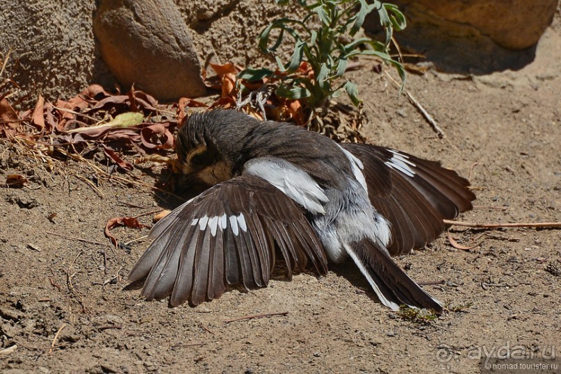 Птицы Южной Африки и Намибии. 3