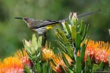 Птицы Южной Африки и Намибии. 3