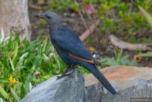 Птицы Южной Африки и Намибии. 3