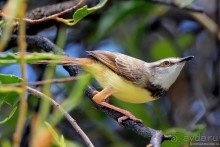 Птицы Южной Африки и Намибии. 3