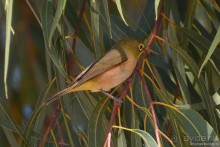 Птицы Южной Африки и Намибии. 3