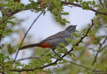 Птицы Южной Африки и Намибии. 3