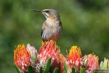 Птицы Южной Африки и Намибии. 3