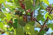 Птицы Южной Африки и Намибии. 3