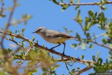 Птицы Южной Африки и Намибии. 3