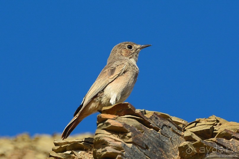 Птицы Южной Африки и Намибии. 3