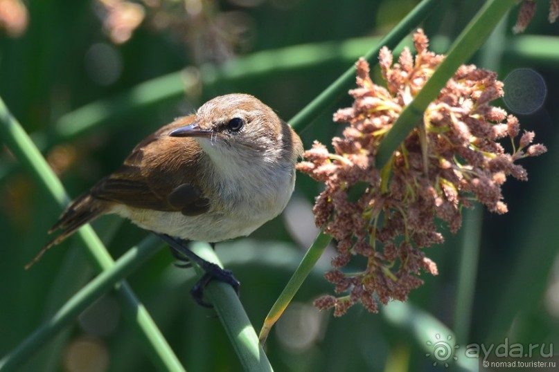 Птицы Южной Африки и Намибии. 3