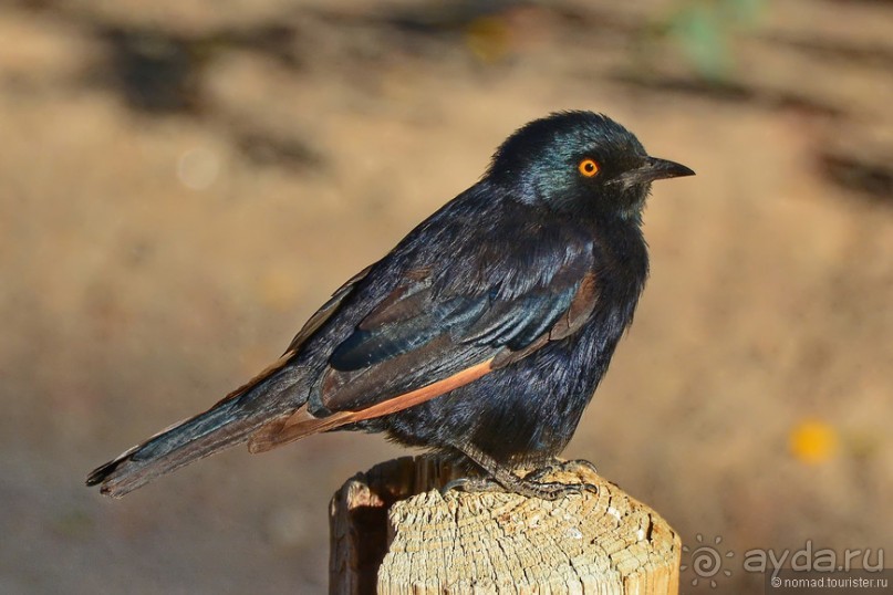 Птицы Южной Африки и Намибии. 3