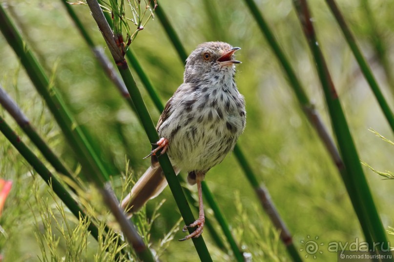 Птицы Южной Африки и Намибии. 3