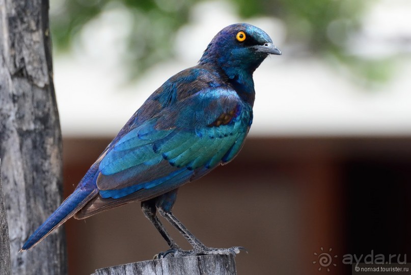 Птицы Южной Африки и Намибии. 3