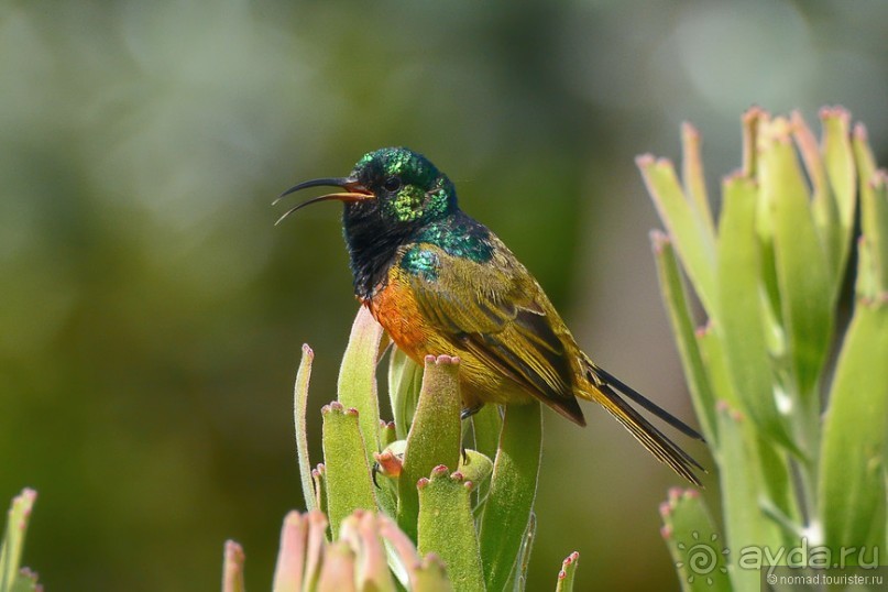 Птицы Южной Африки и Намибии. 3