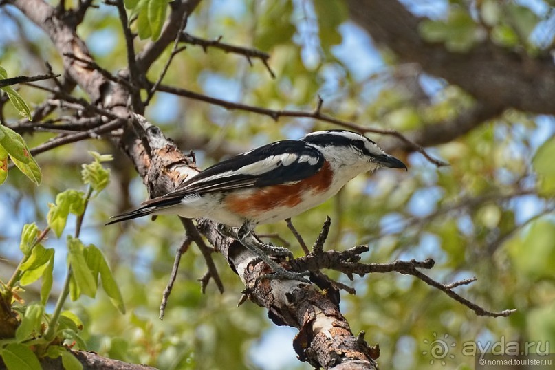 Птицы Южной Африки и Намибии. 3