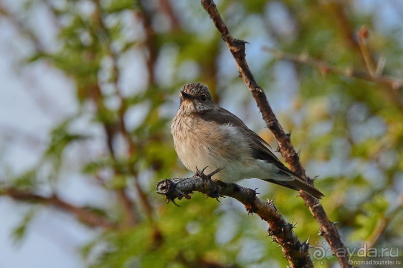 Птицы Южной Африки и Намибии. 3