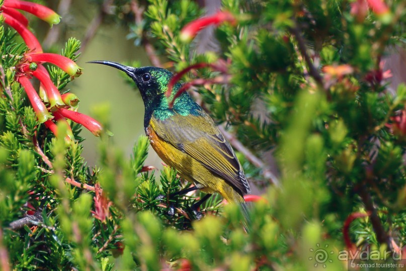 Птицы Южной Африки и Намибии. 3